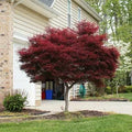 1-2 Japanese Maple K581