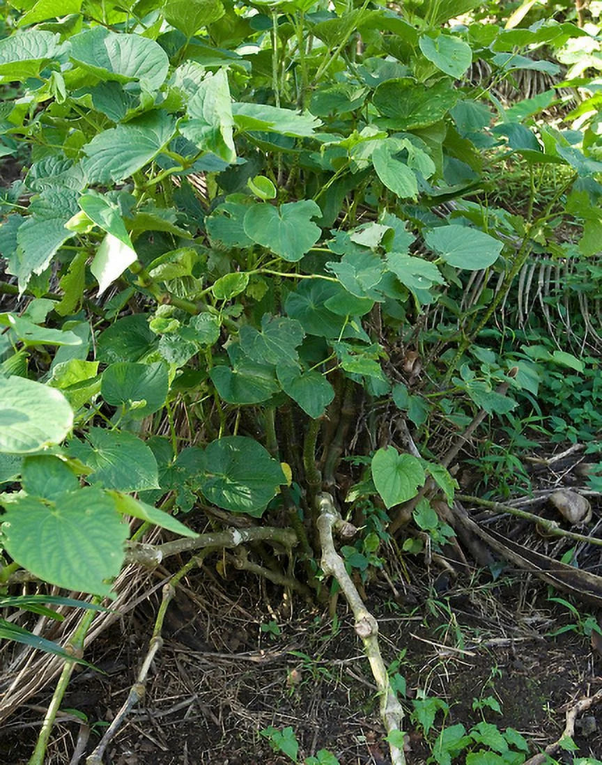 Kava Kava Root Q237130