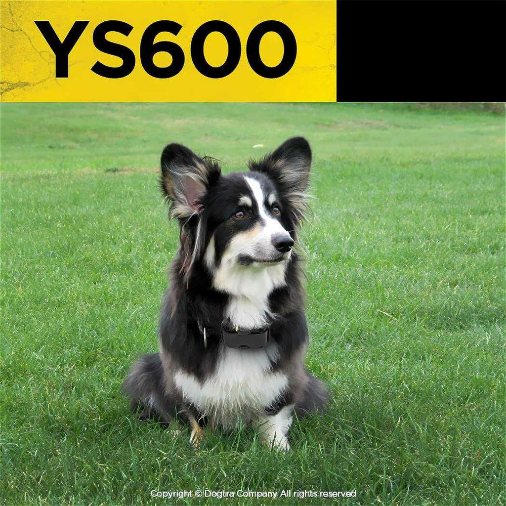 No Bark Collar V4099