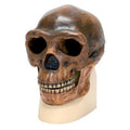Replica Homo Erectus Pekinensis Skull Model K360512
