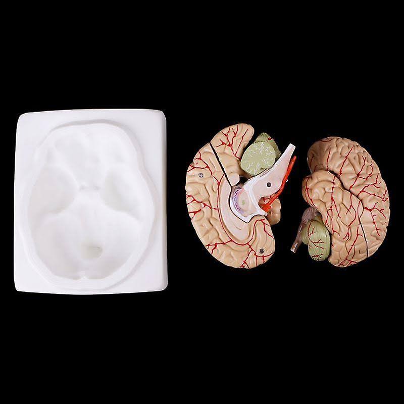 Disassembled Anatomical Human Brain Teaching Tool X7857
