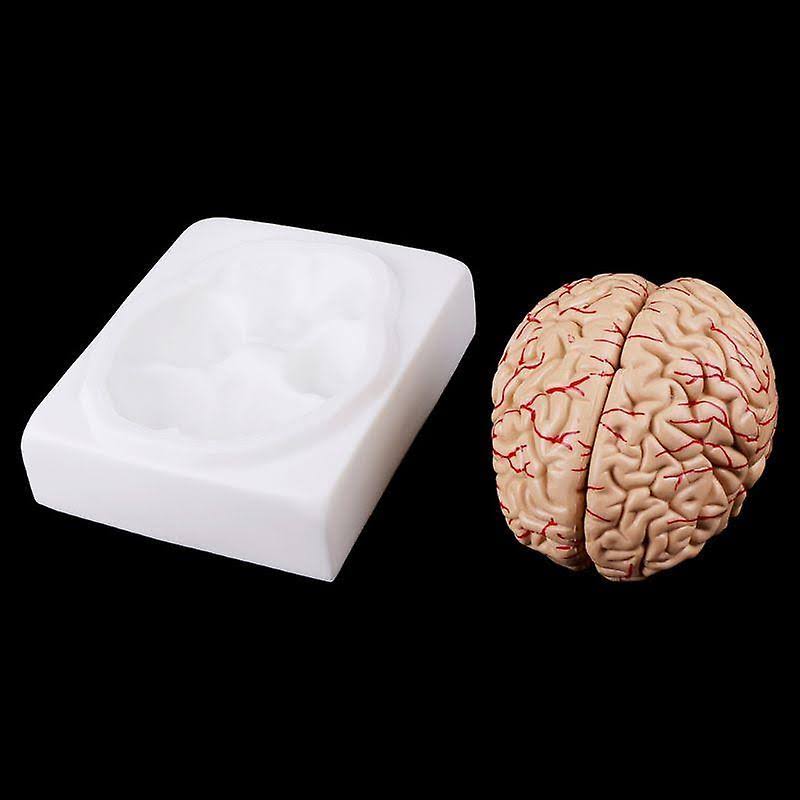 Disassembled Anatomical Human Brain Teaching Tool X7857