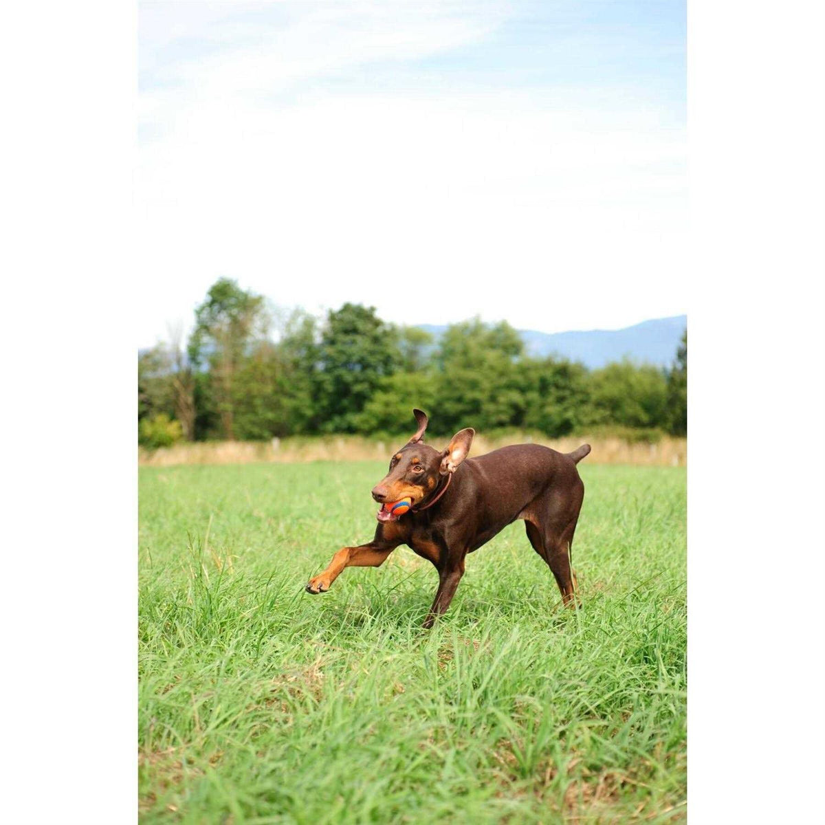 Dog Ball Q773