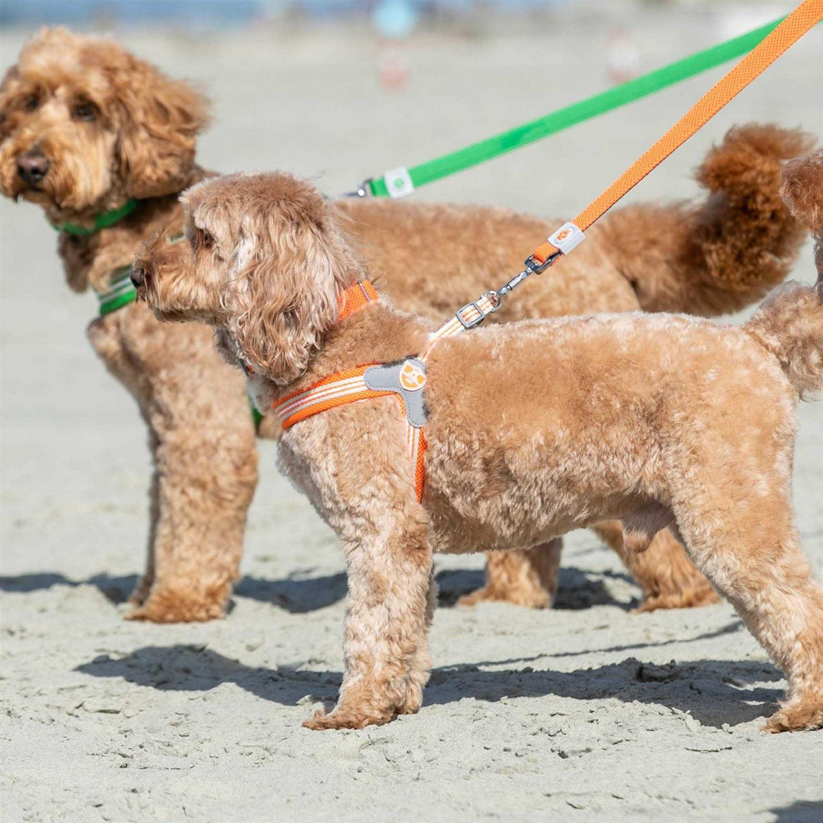 Dog Harness X98901