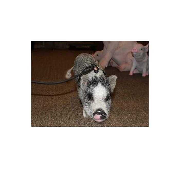 Adjustable Mini Pig Harness and Leash C9224