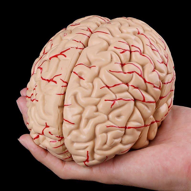 Disassembled Anatomical Human Brain Teaching Tool X7857