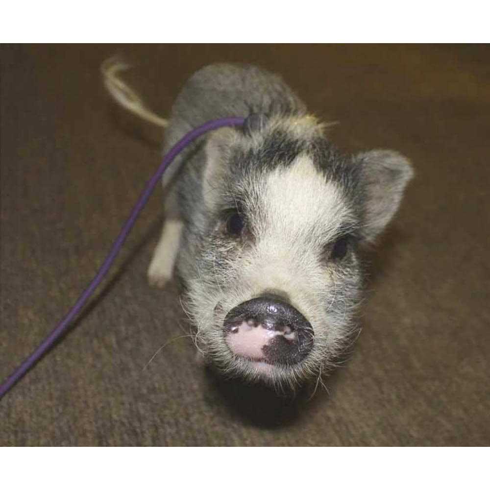 Adjustable Mini Pig Harness and Leash C9224