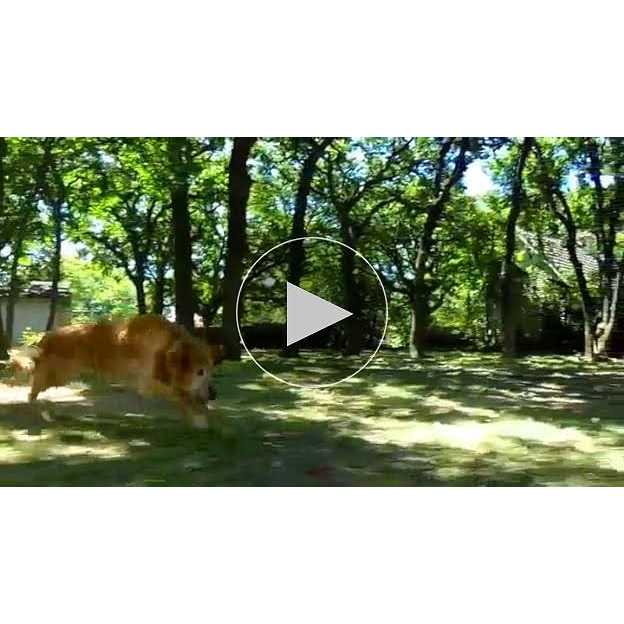 Dog Ball Q773